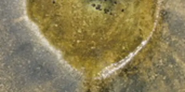 Thermophilic Cyanobacteria: Picky Pool Dwellers