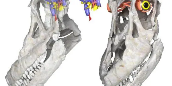 Newly Discovered Titanosaurian Dinosaur From Argentina, Sarmientosaurus