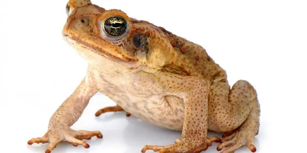 Featured Image