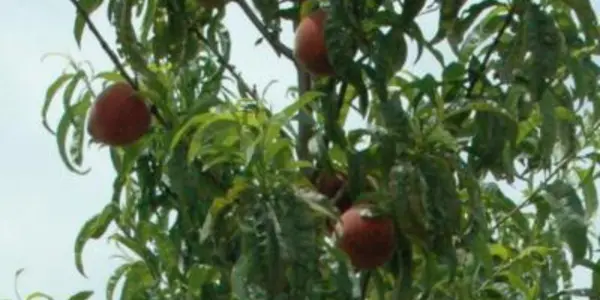 Peach Extract Found To Inhibit Breast Cancer Metastasis