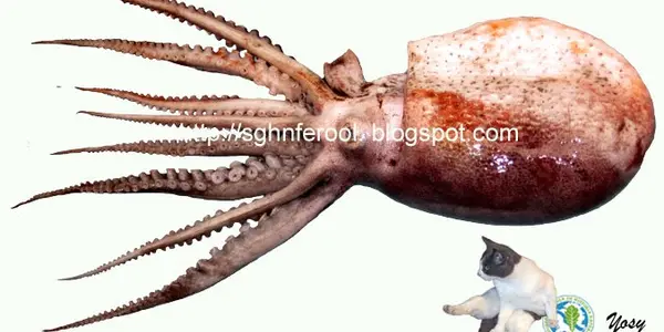 Humans Empathize with Boneless Inkers