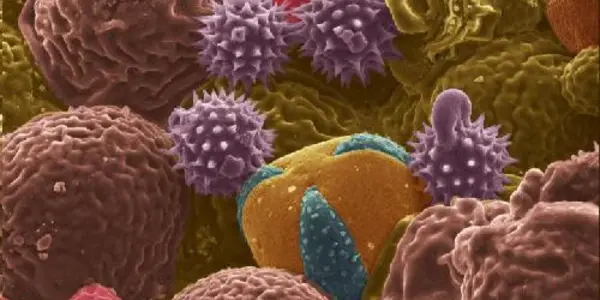 From Allergens To Anodes: Pollen Derived Battery Electrodes