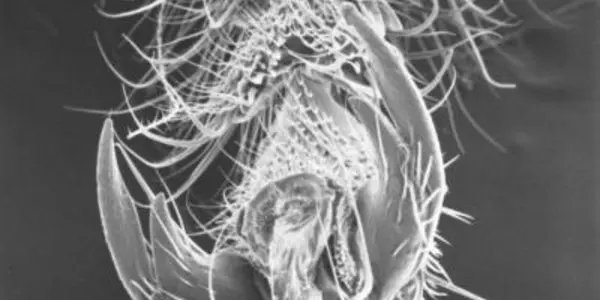 Sweet Tooth Is Nothing - Honeybees Have A Sweet Claw Also