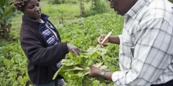 Crop Pests Hurt Poorer Nations The Most - Science Can Fix That