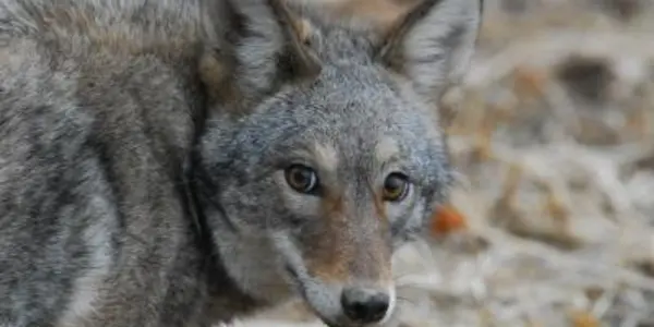 Environmental Catastrophe Looming: Invasive Coyotes Wiping Out Eastern Deer Populations