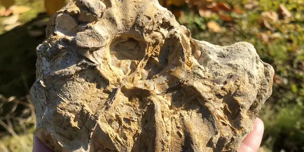 Late Cretaceous Fossils Of The Lone Star State