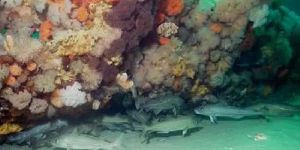 Warming Waters Contributed To The Collapse Of New England's Cod Fishery