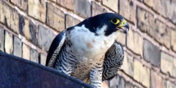 Cities Have More Native Biodiversity Than You Think