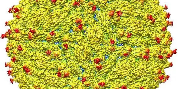 Structure Of Zika Virus Determined