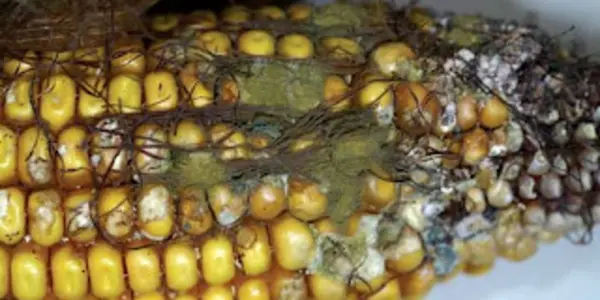 Organic Imports And Toxin/Carcinogen Risks