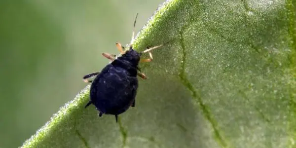 Climate Change Governs A Crop Pest, Even When Populations Are Far-flung