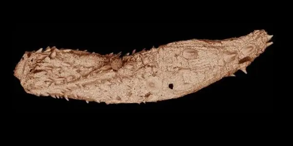 Scientists Discover 530 Million-year-old Fossils Of Ancient, Microscopic Worms