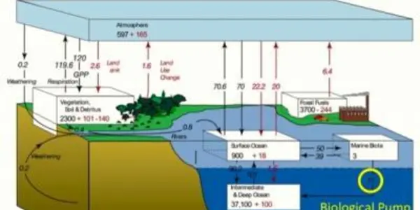 Ocean Food Web Is Key In The Global Carbon Cycle