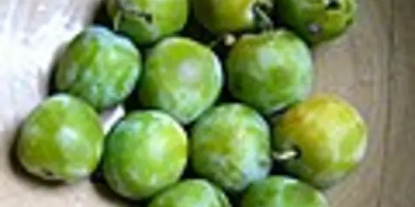 And visions of greengage plums dance in my head