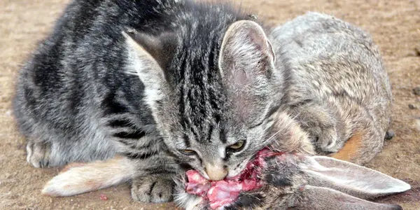 Cat Cruelty Supernatural Now Australians Rediscover Traditional Chinese Solution