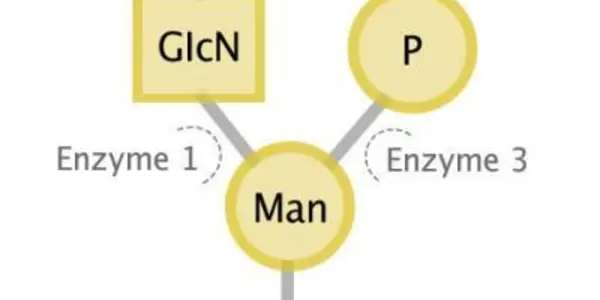 Congenital Muscular Dystrophies Linked To Glycans