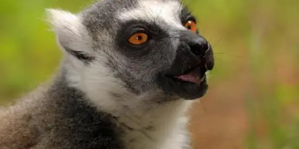 Male Masturbation Linked To Greater Ability For Offspring In Primates