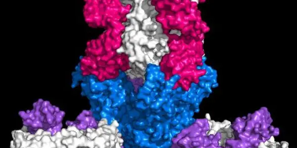 Experimental Ebola Antibody Protects Monkeys
