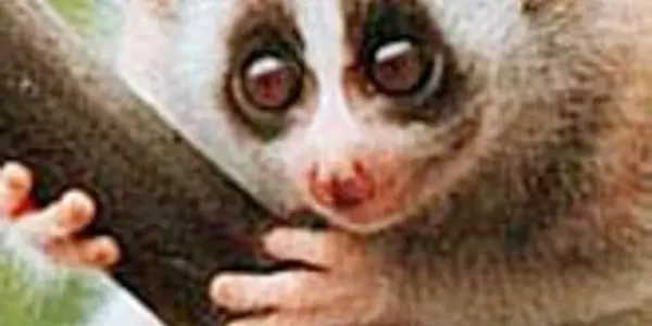 Monkeys in your pants and other hilarious antics of wildlife smugglers