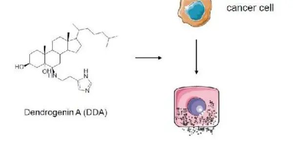 From Tamoxifen To Dendrogenin A: Discovery Of A Mammalian Tumor Suppressor Metabolite