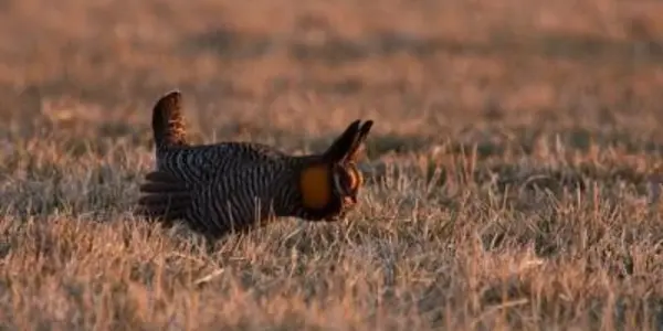 Wind Power Not Hurting Greater Prairie Chickens