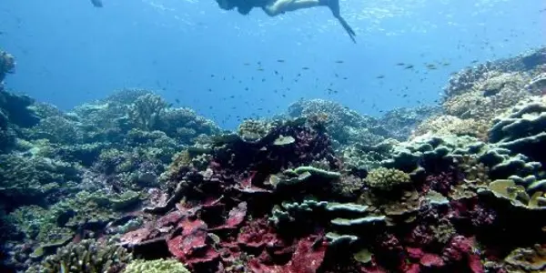 We Share A Molecular Armor With Coral Reefs