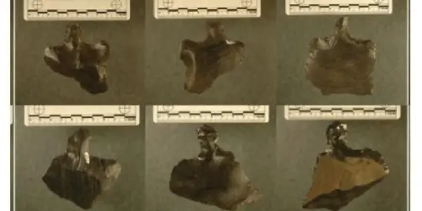 Warfare? Climate Change? Another Easter Island Belief Overturned