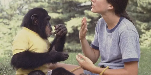 Project Nim - What Happens When You Raise A Chimp As A Human?