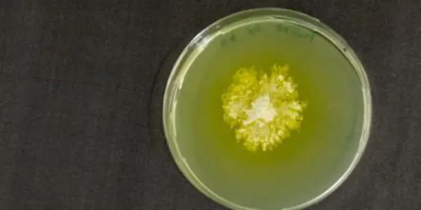 Genetically Modified Clean Energy