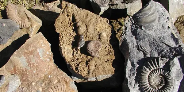 Lower Sinemurian Arnioceras Fossil Beds