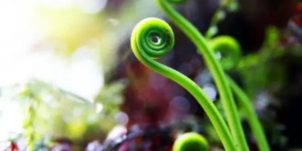 Ferns Borrowed Genes To Flourish In Low Light