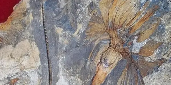 Oldest Crinoid From The Iberian Peninsula
