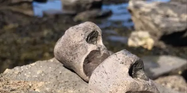 Plesiosaurs: Four-Paddled Vortex Swimmers