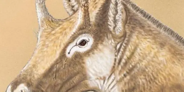 Extinct 3-horned Palaeomerycid Ruminant Found In Spain