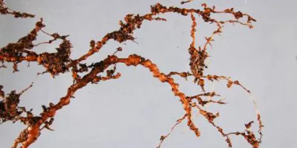 Meloidogyne Mali: A New Invasive Plant Parasitic Nematode In Europe