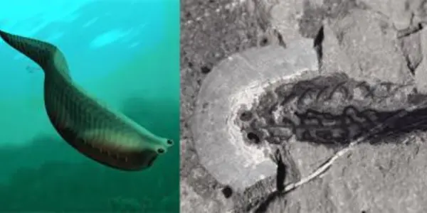 Fossilized 500 Million Year Old Fish Shows The Origin Of Jaws In Vertebrates