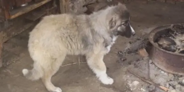 Wolves At The Door: Study Finds Recent Wolf-dog Hybridization In Caucasus Region