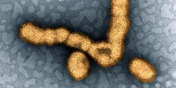 The Rocky Road To A Better Flu Vaccine