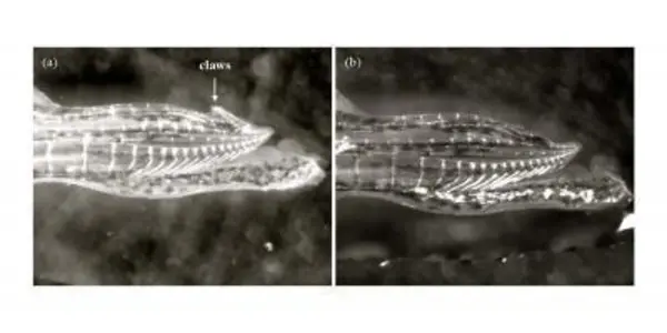 Male Guppies Have A Unique Date Rape Tool - Genital Claws