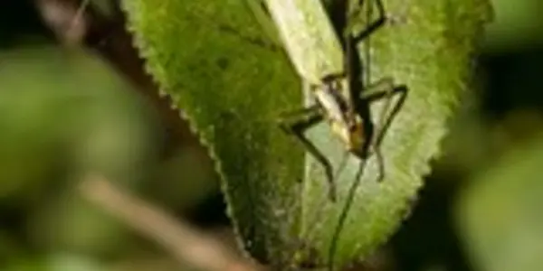 Snowy Tree Cricket: Woodland Thermometer