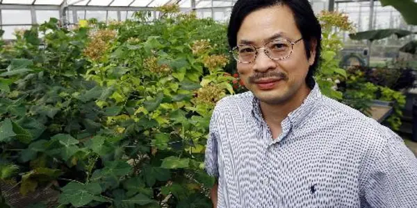 Protecting Plants From Stealthy Diseases