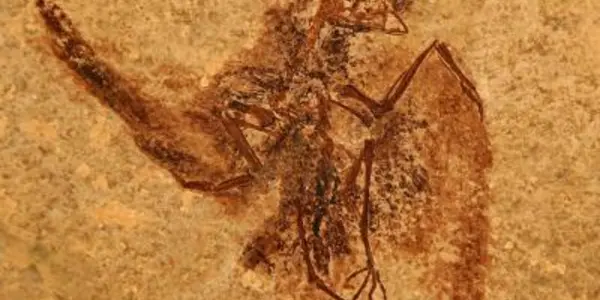 Eocypselus Rowei: Hummingbird Precursor Discovered