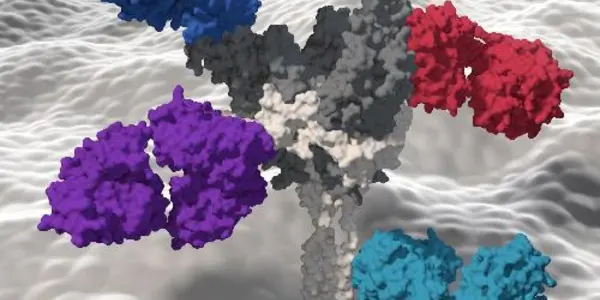 Antibodies From An Ebola Survivor Reveal A Potential New Vaccine Target