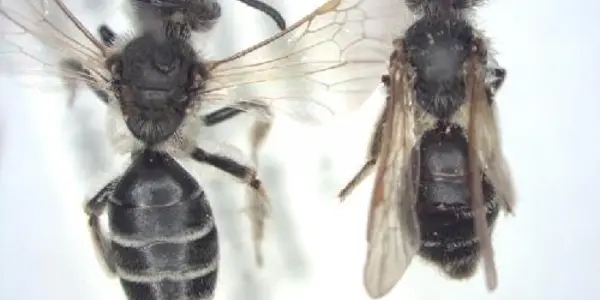 Ground-nesting Bees On Farms Lack Food, Grow Smaller