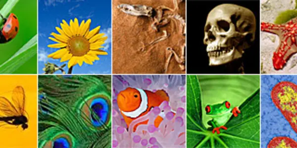 Scientists Complete 'Book of Life' from Aardvarks to Zorillas