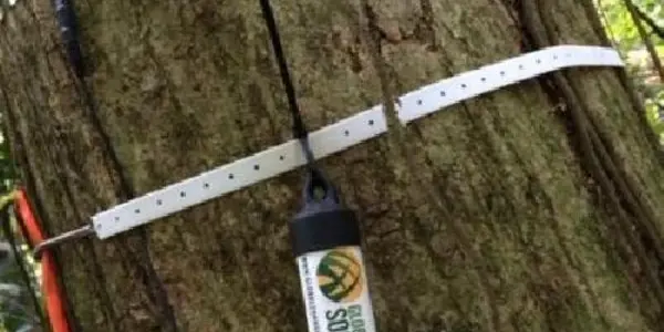 Cause For Hope: Secondary Tropical Forests Put On Weight Fast