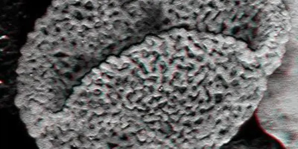 Pollen Grain Fossils Push The Origin Of Flowering Plants Back 100 Million Years