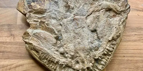 Living Fossil: Calamopleurus