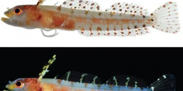 Haptoclinus Dropi: New Fish Species Discovered In Southern Caribbean