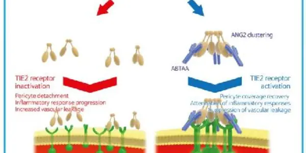 A Targeted Agent To Mitigate Sepsis